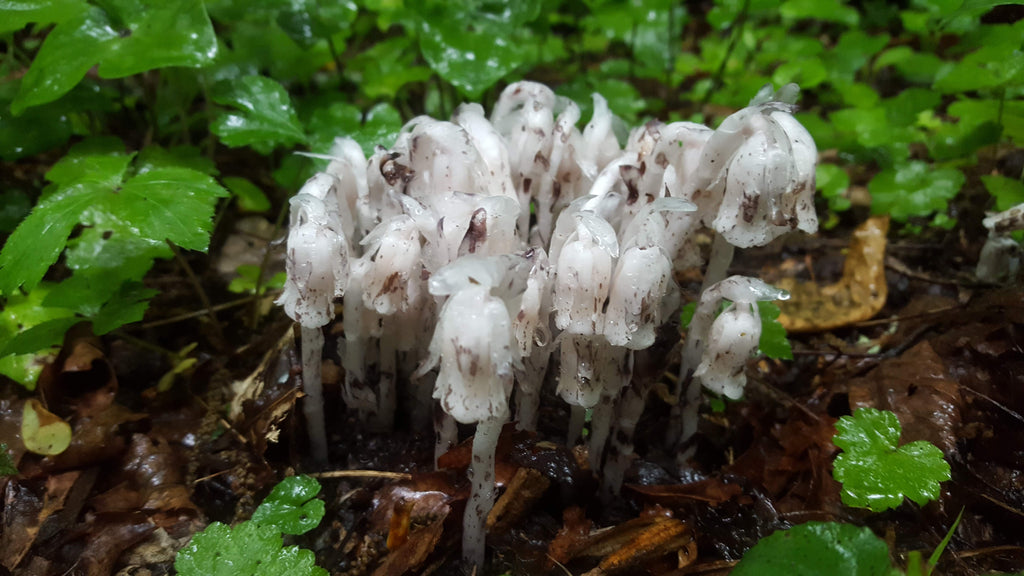 5 Spooky Plants and Fungi for Halloween Hiking