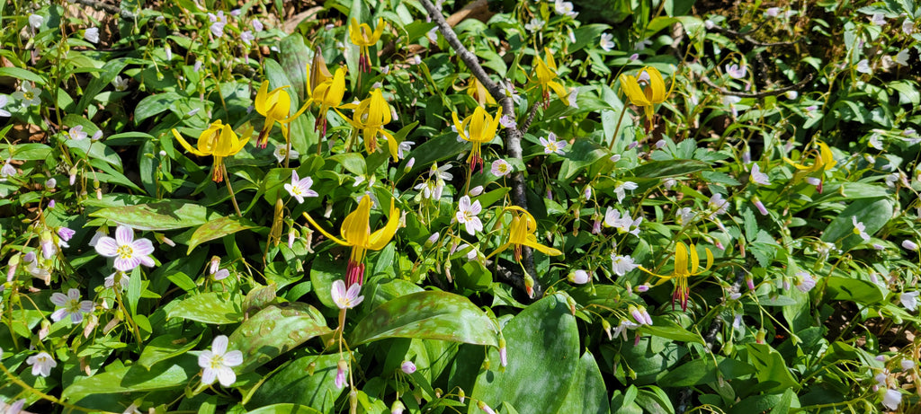 Trout lilies and Virginia spring beauties in Great Smoky Mountains National Park